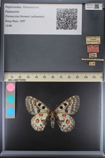Media type: image;   Entomology 70177